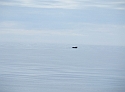92 Diving Whale